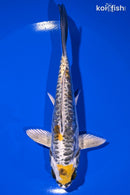 6.75" KIN KIKOKURYU