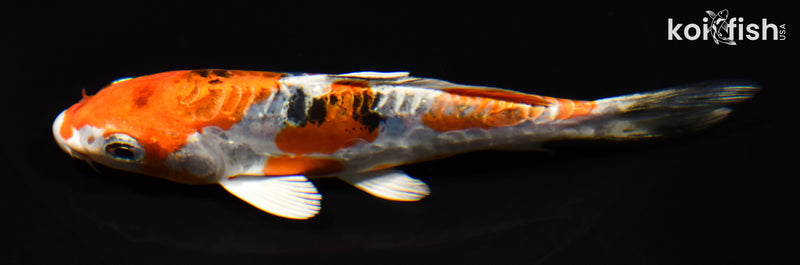 5.5" HEISEI NISHIKI
