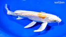 8.75" DOITSU HARIWAKE BUTTERFLY