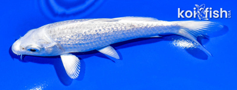 5" GINRIN PLATINUM OGON