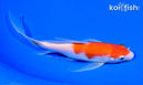 6.75" KOHAKU BUTTERFLY