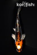 5.25" BENI KIKOKURYU