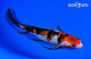 7.25" GINRIN SANKE BUTTERFLY
