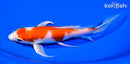 7.25" HARIWAKE BUTTERFLY