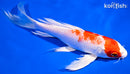 8.75" HARIWAKE BUTTERFLY