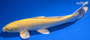 12.5" YAMABUKI OGON