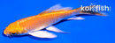 4" ORENJI OGON BUTTERFLY