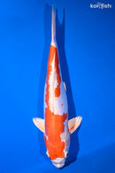 12.5" KIKUSUI