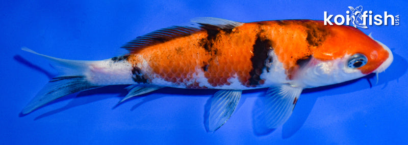 5.5" AKA SANKE