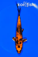 5.75" KIN HI UTSURI