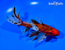 6.5" CALICO WATONAI GOLDFISH