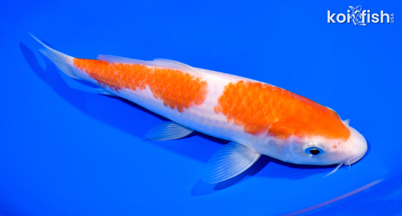 8.5" KOHAKU