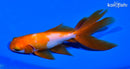 5" WATONAI GOLDFISH