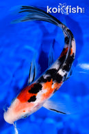 9.25" SANKE BUTTERFLY
