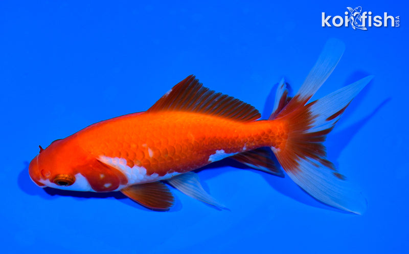 5.75" WATONAI GOLDFISH