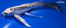 7.25" BENI KIKOKURYU BUTTERFLY