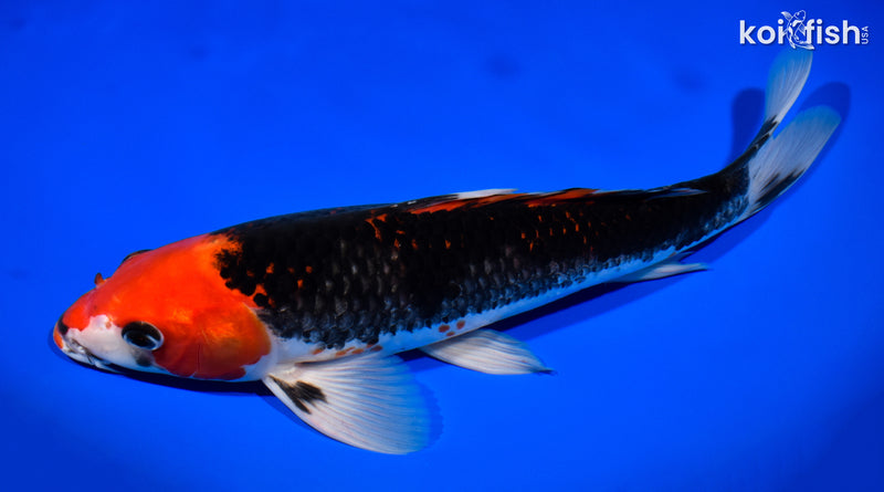 12.5" BENI MATSUKAWABAKE