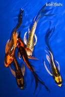 PACK OF (5) 4.5-5.5" DOITSU BUTTERFLY KOI