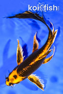 9.5" ORENJI MATSUBA BUTTERFLY