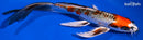 8.75" KUJAKU BUTTERFLY