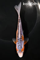 6" HI SHUSUI