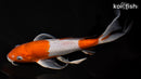 9.75" OCHIBA SHIGURE BUTTERFLY
