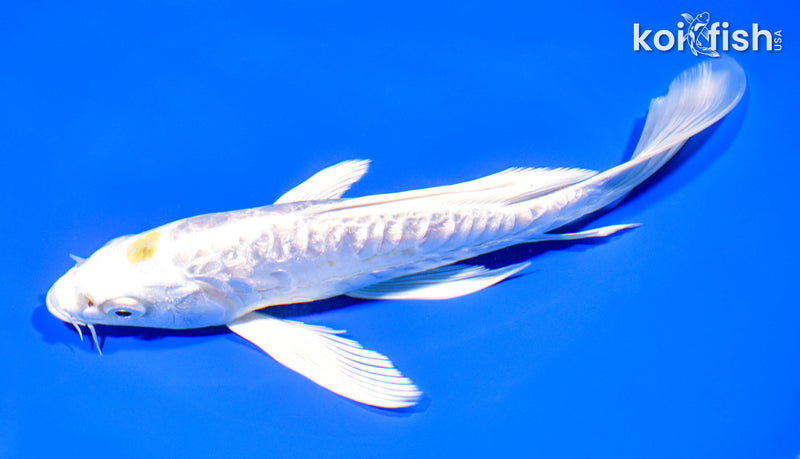 8.25" GINRIN ARAGOKE HARIWAKE BUTTERFLY