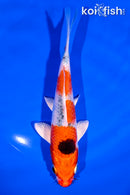 6.5" YAMATO NISHIKI