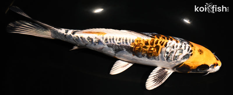 8.75" GINRIN ARAGOKE BENI KIKOKURYU