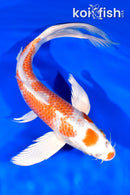 9.75" HARIWAKE BUTTERFLY