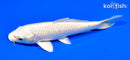 6.5" MUKASHI OGON