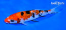 5.75" GINRIN SANKE