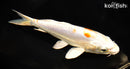 8" KIKUSUI