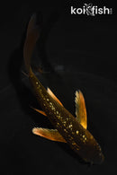 5" GINRIN CHAGOI BUTTERFLY