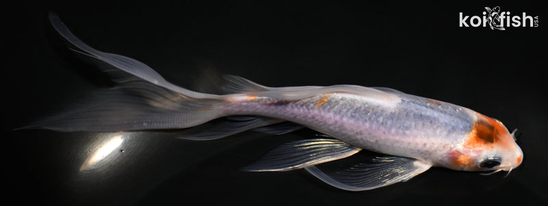 5.5" METALLIC GOROMO BUTTERFLY