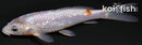 5.75" GINRIN OCHIBA SHIGURE