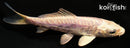 4.25" DOITSU PLATINUM OGON
