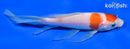 5.5" KOHAKU BUTTERFLY