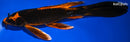 10" KIN ORENJI MATSUBA BUTTERFLY