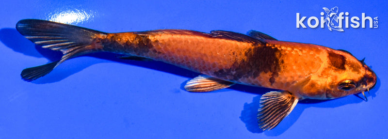 5" KIN HI UTSURI