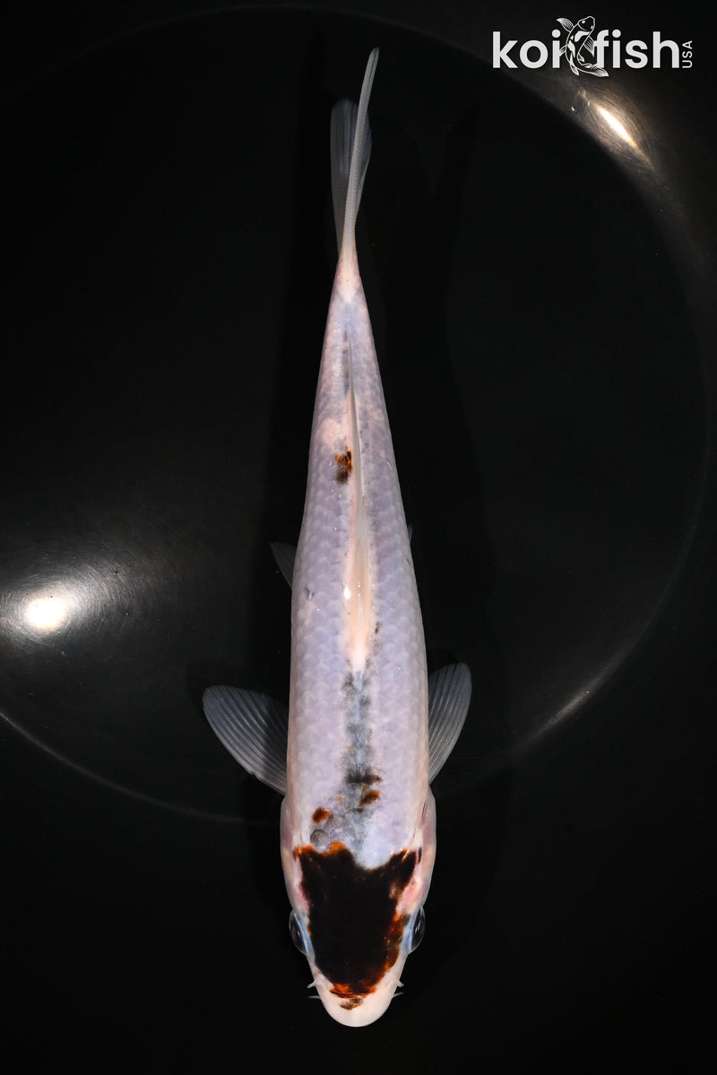 6.5" GOROMO