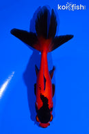 5" WATONAI GOLDFISH