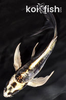 5.75" ARAGOKE KIN KIKOKURYU BUTTERFLY