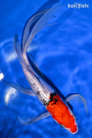 9.75" GINRIN SANKE BUTTERFLY