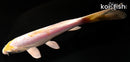 6.5" DOITSU LEMON HARIWAKE