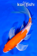 8" HARIWAKE BUTTERFLY