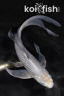 7.5" SORAGOI BUTTERFLY