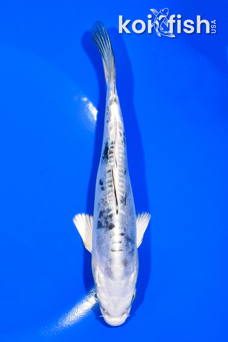 6" DOITSU GIN SHIRO BEKKO