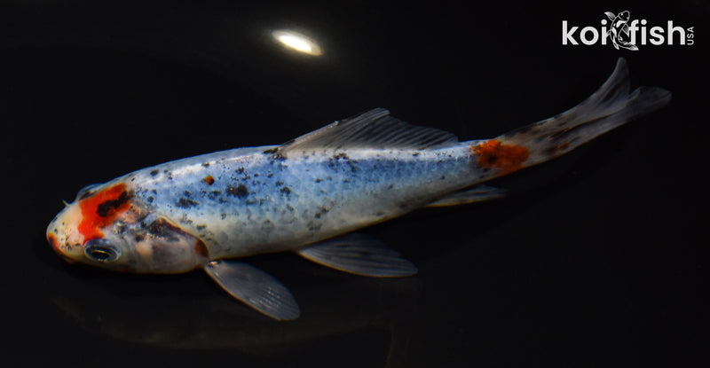 6.75" SHUBUNKIN GOLDFISH