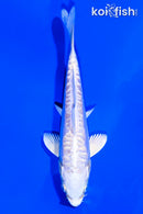 5.75" PLATINUM OGON